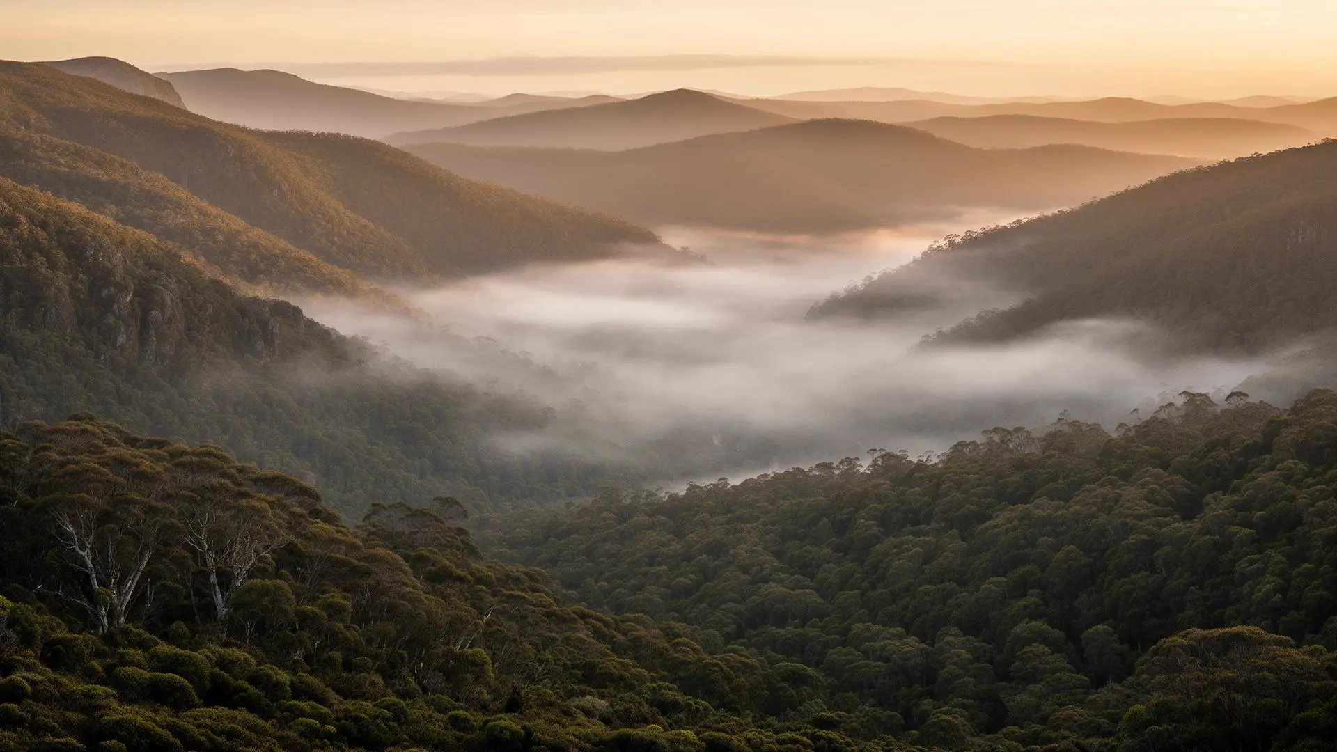 Misty Tasmanian highlands at sunrise